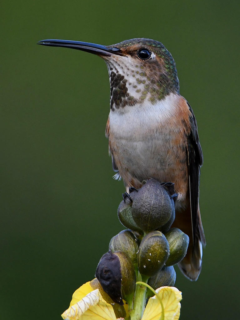 Hummer5.jpg