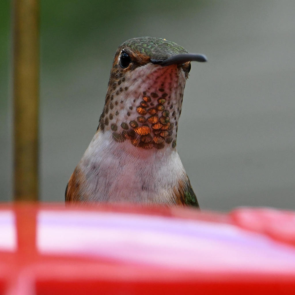 Hummer5.jpg