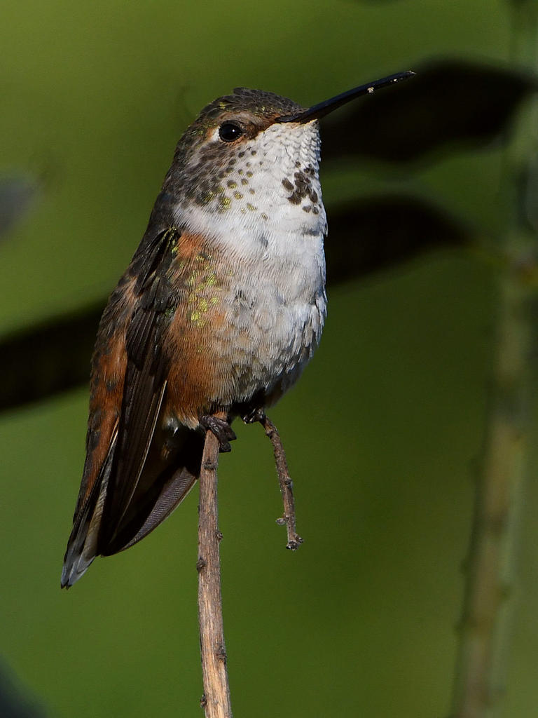 Hummer5.jpg