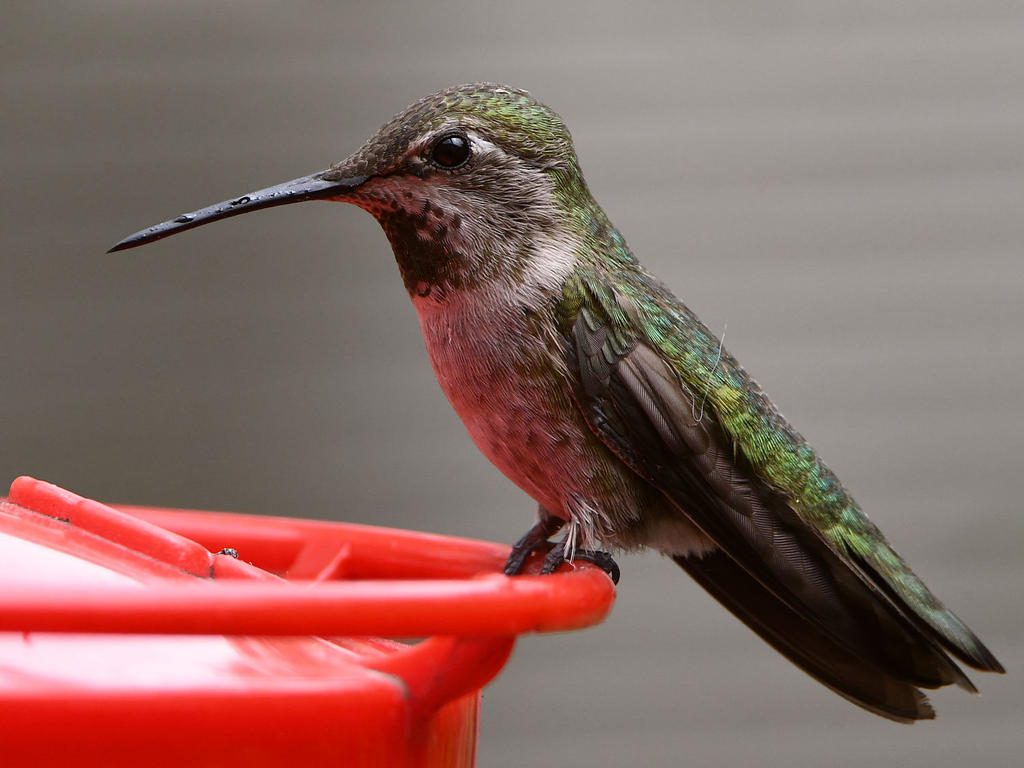 Hummer5.jpg