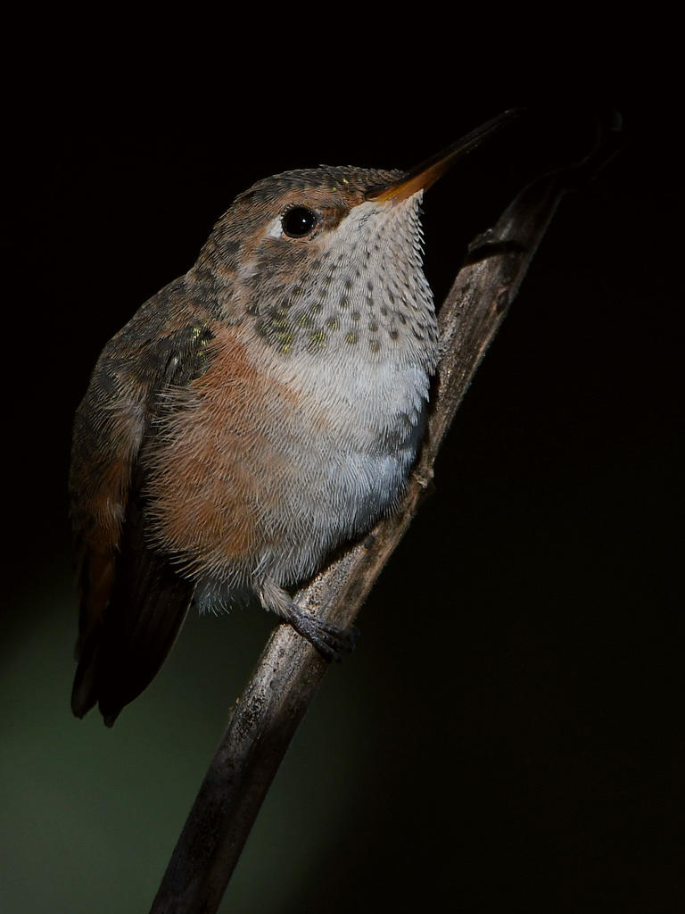 Hummer5.jpg