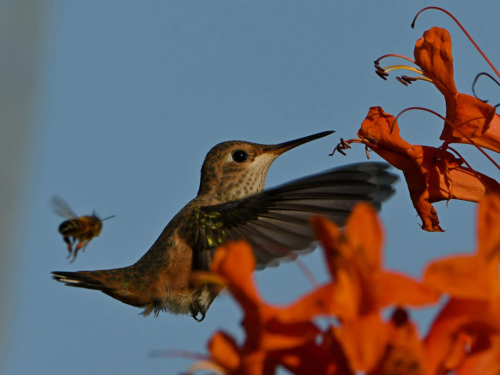 Hummer5.jpg