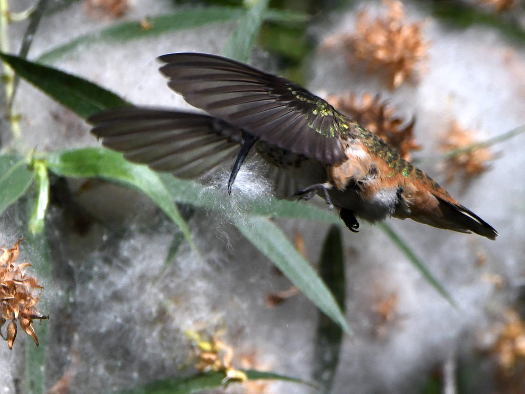 Hummer5.jpg