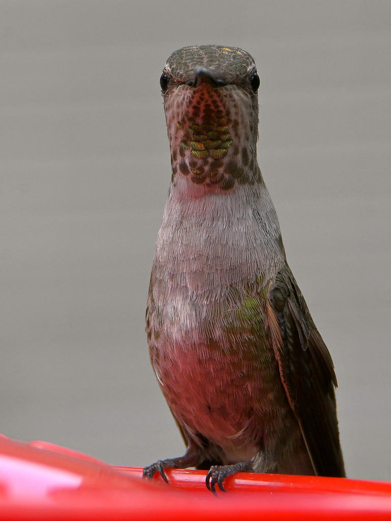 Hummer5.jpg