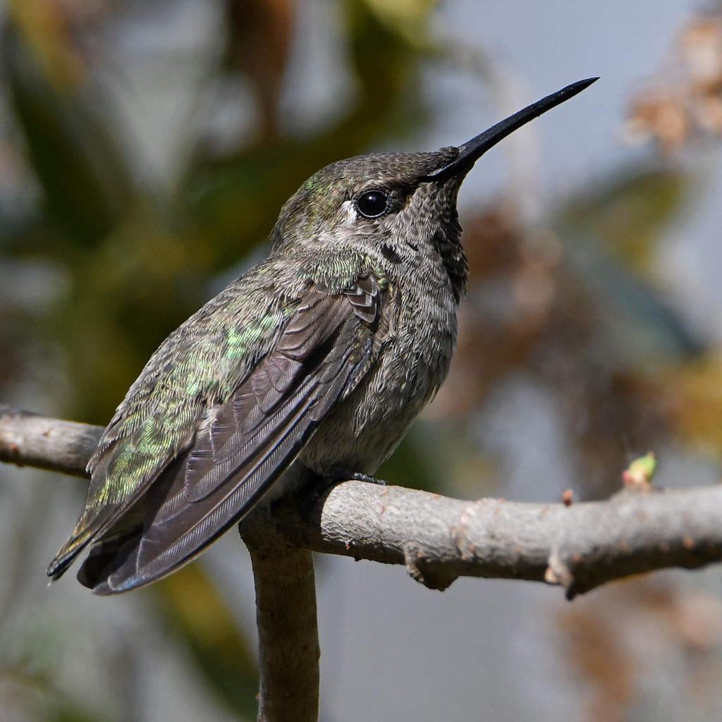 Hummer5.jpg