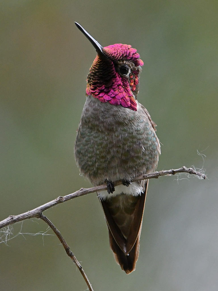 Hummer5.jpg