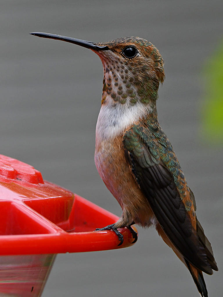 Hummer5.jpg