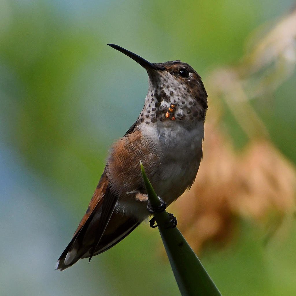 Hummer5.jpg