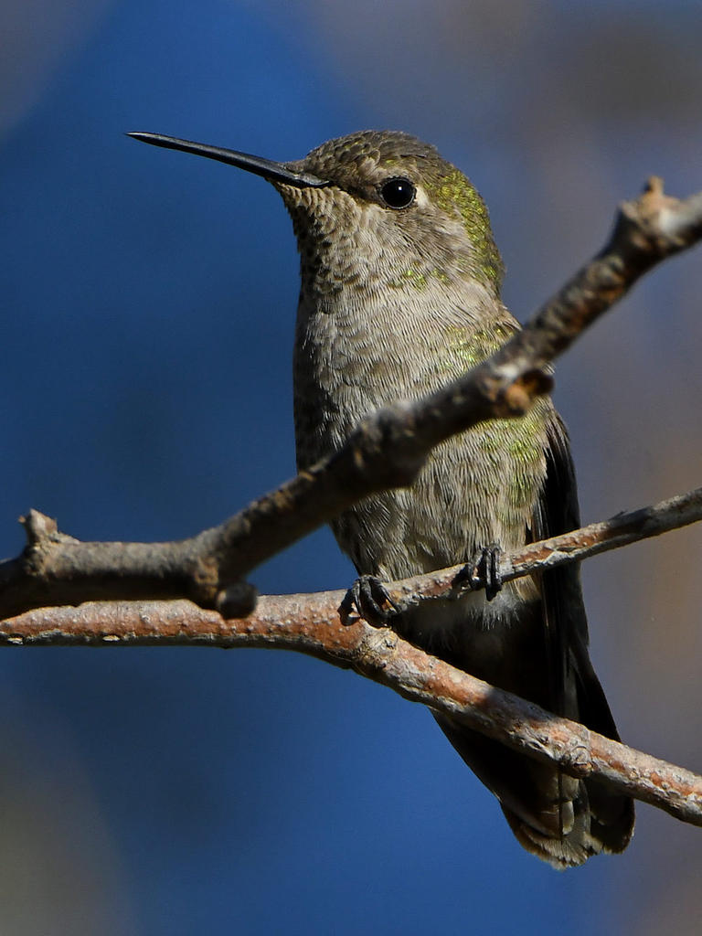 Hummer5.jpg