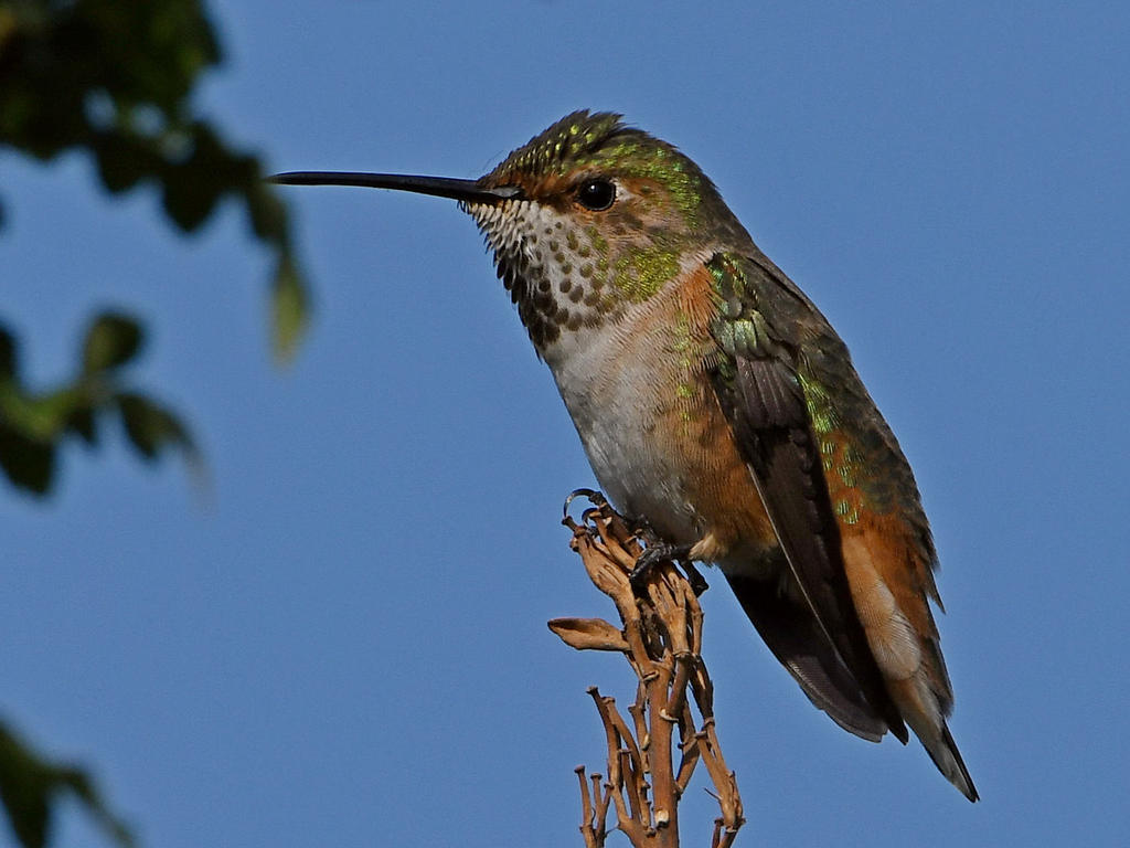 Hummer5.jpg