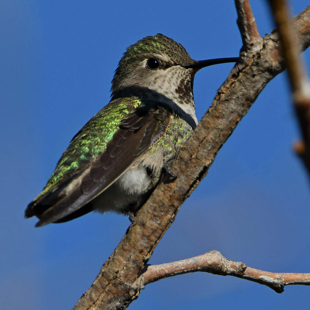 Hummer5.jpg
