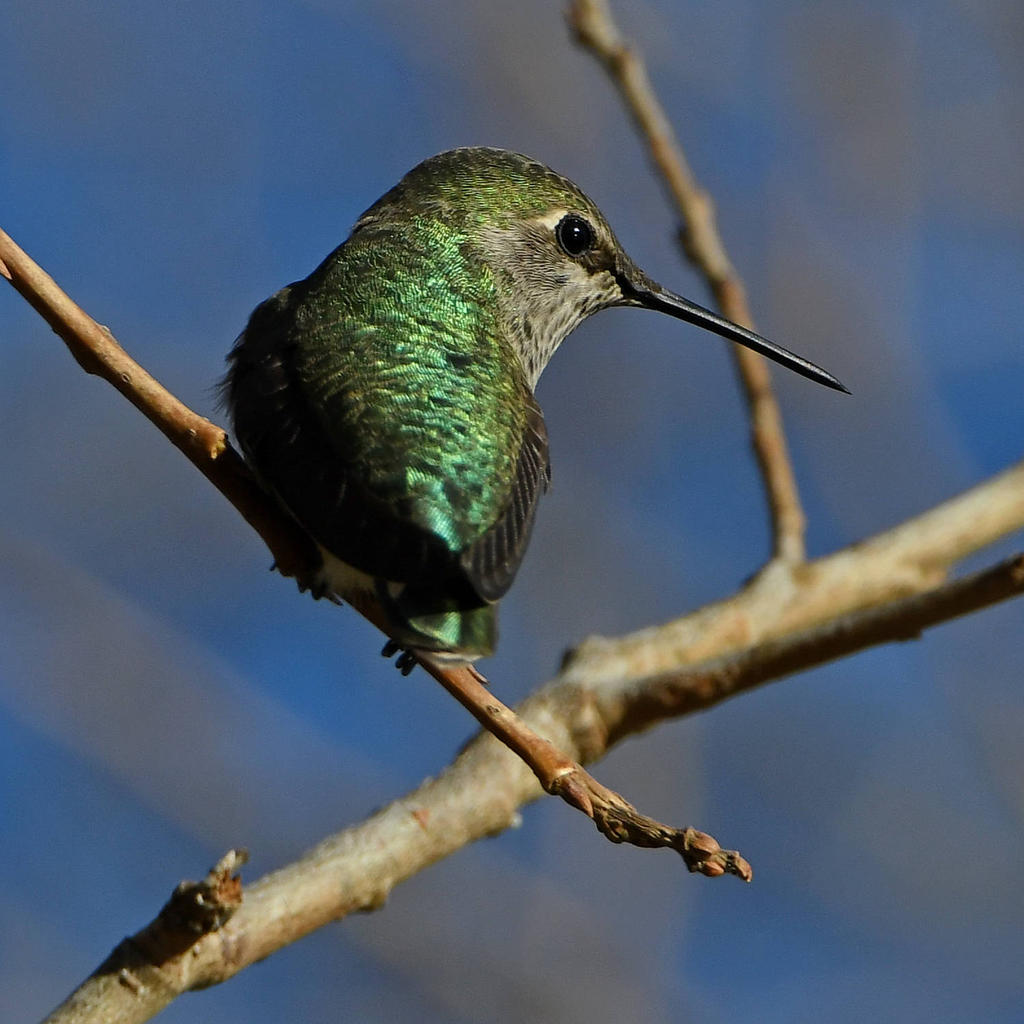Hummer5.jpg