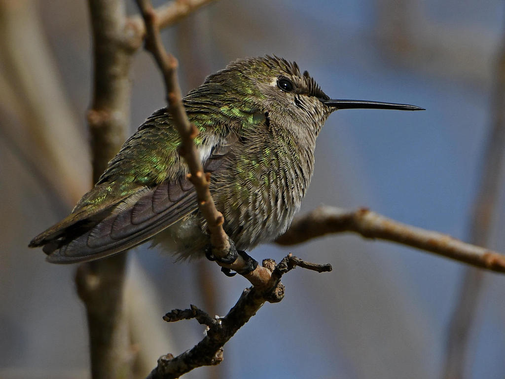 Hummer5.jpg
