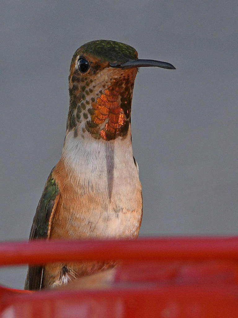 Hummer5.jpg