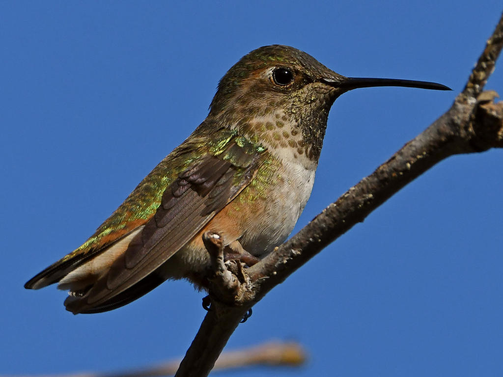 Hummer5.jpg