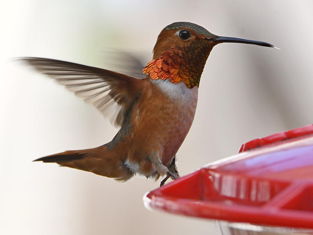 Hummer5.jpg