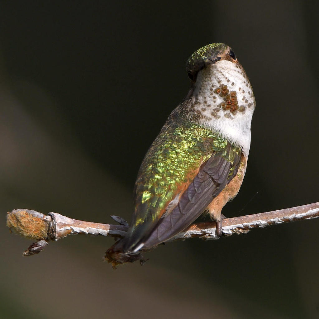 Hummer5.jpg