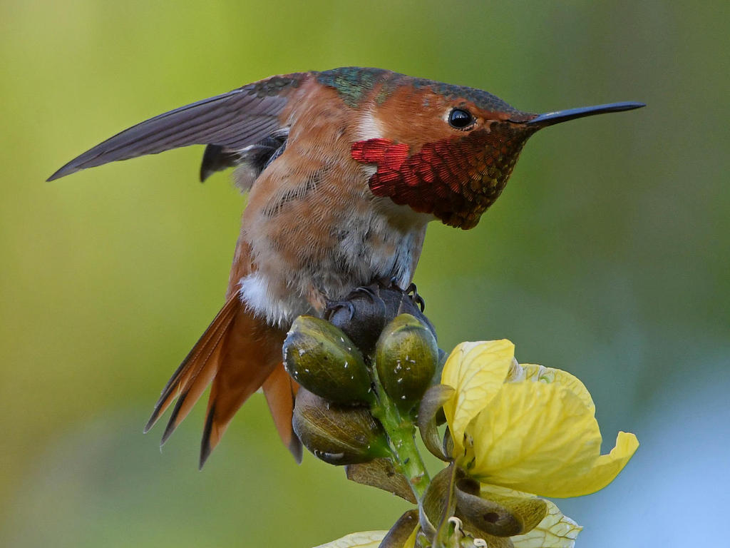 Hummer5.jpg