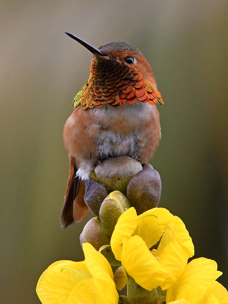 Hummer5.jpg
