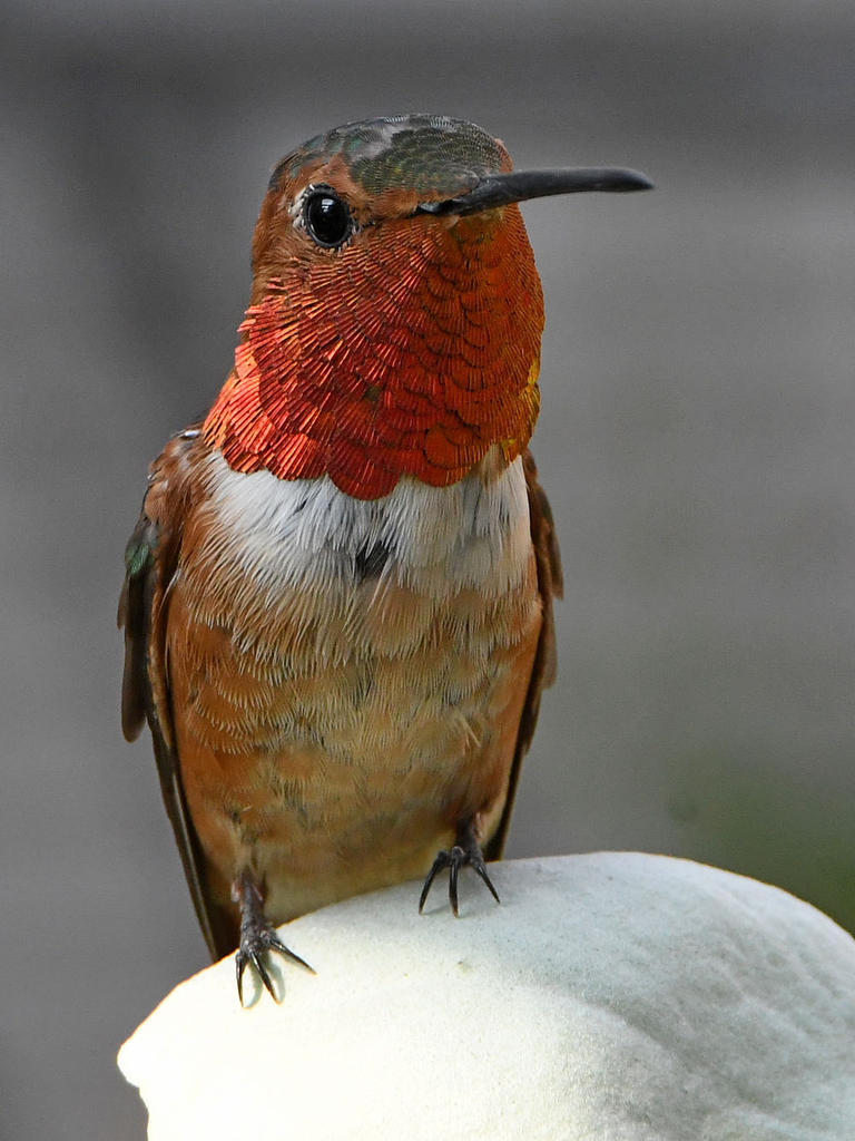 Hummer5.jpg