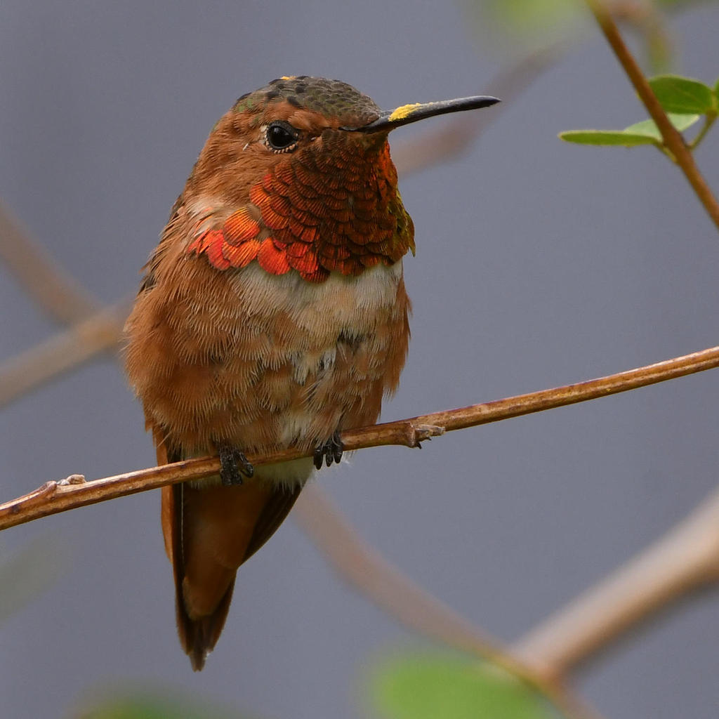 Hummer5.jpg