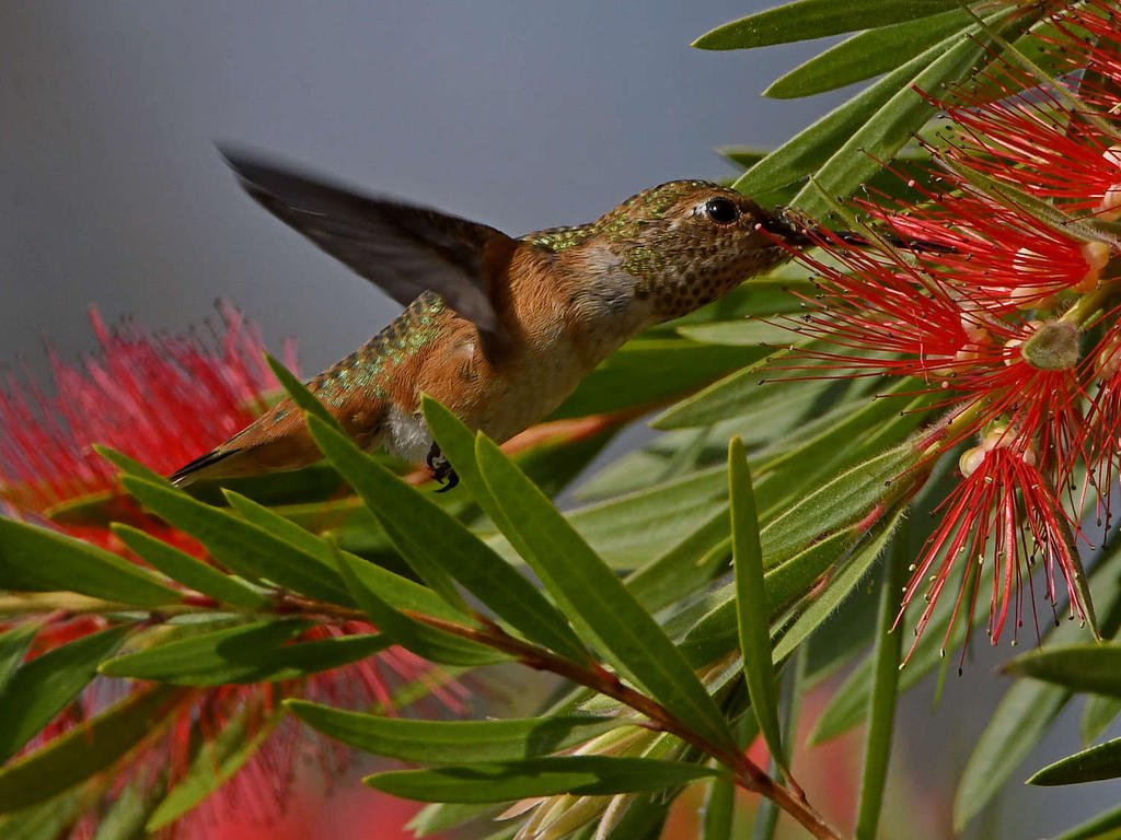 Hummer5.jpg