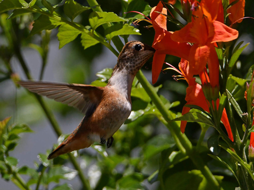 Hummer5.jpg