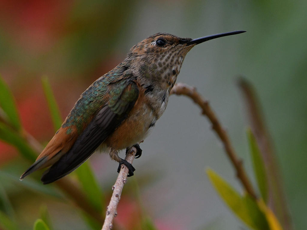 Hummer5.jpg