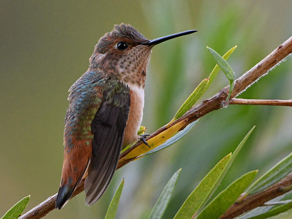 Hummer5.jpg