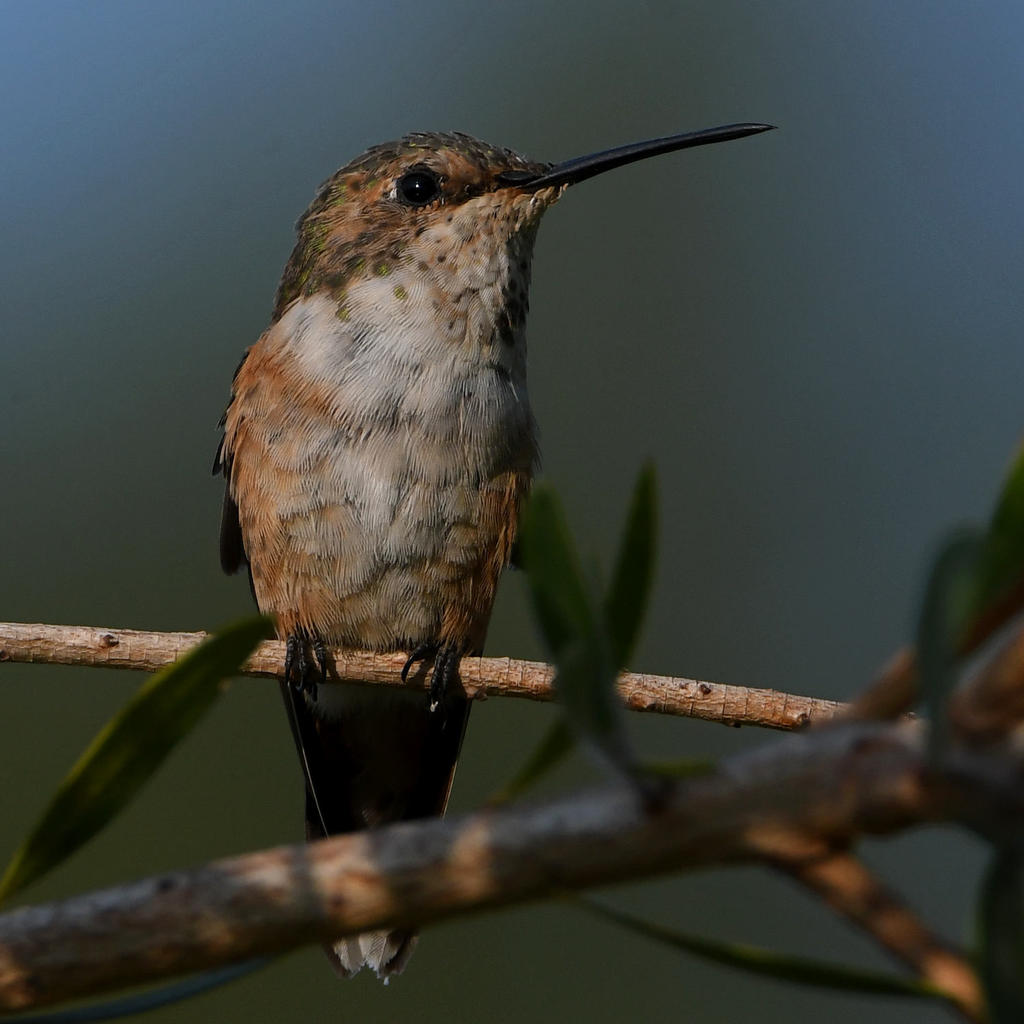 Hummer5.jpg
