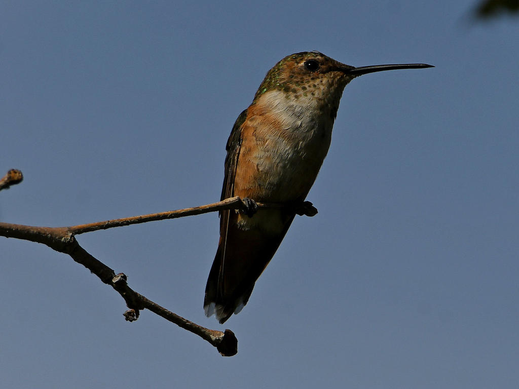 Hummer5.jpg
