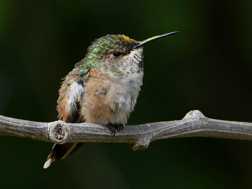 Hummer5.jpg