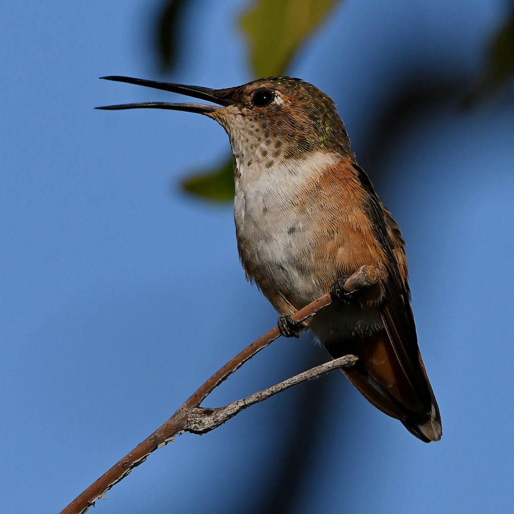 Hummer5.jpg