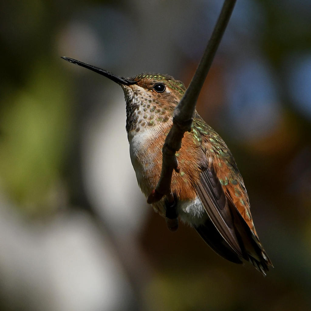 Hummer5.jpg