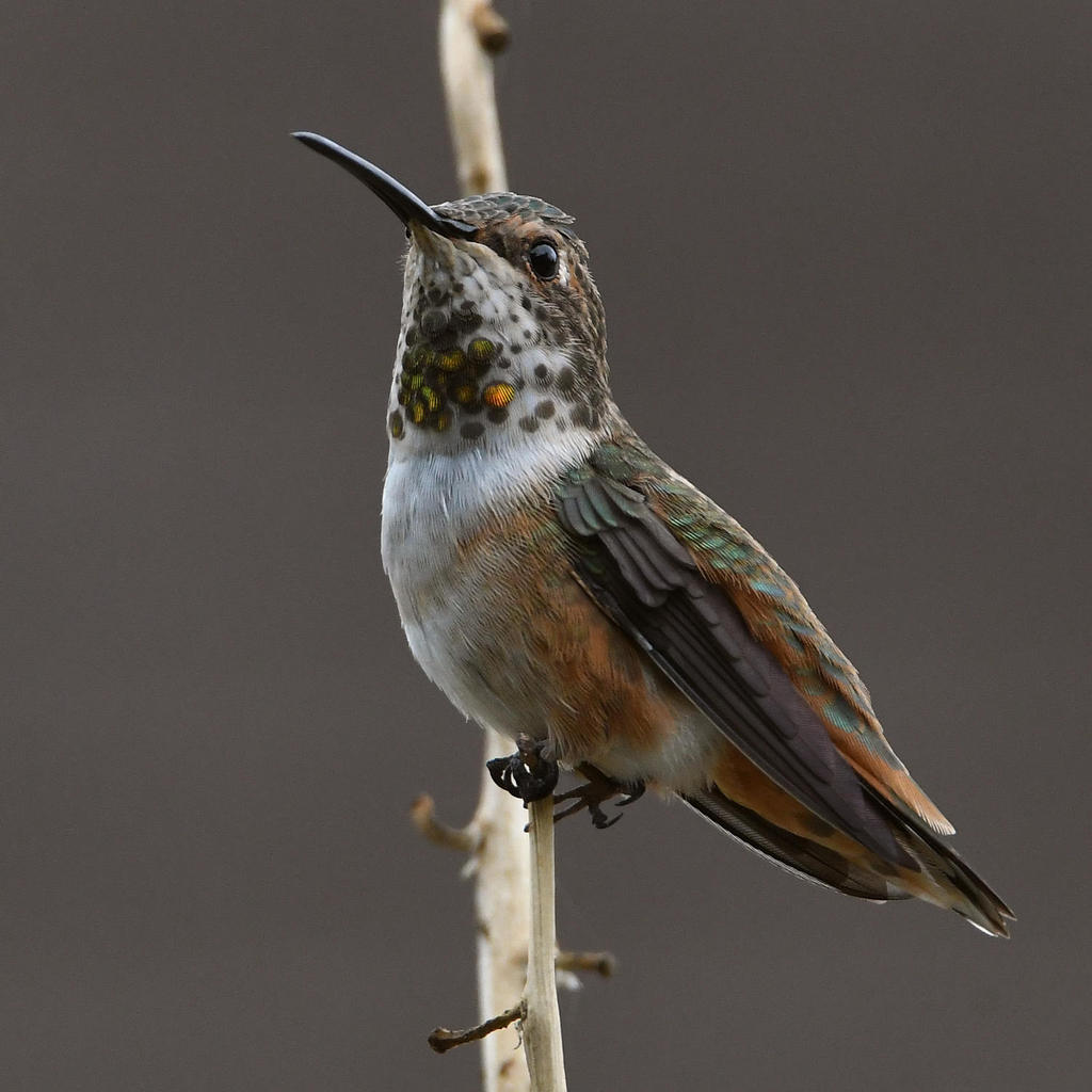 Hummer5.jpg