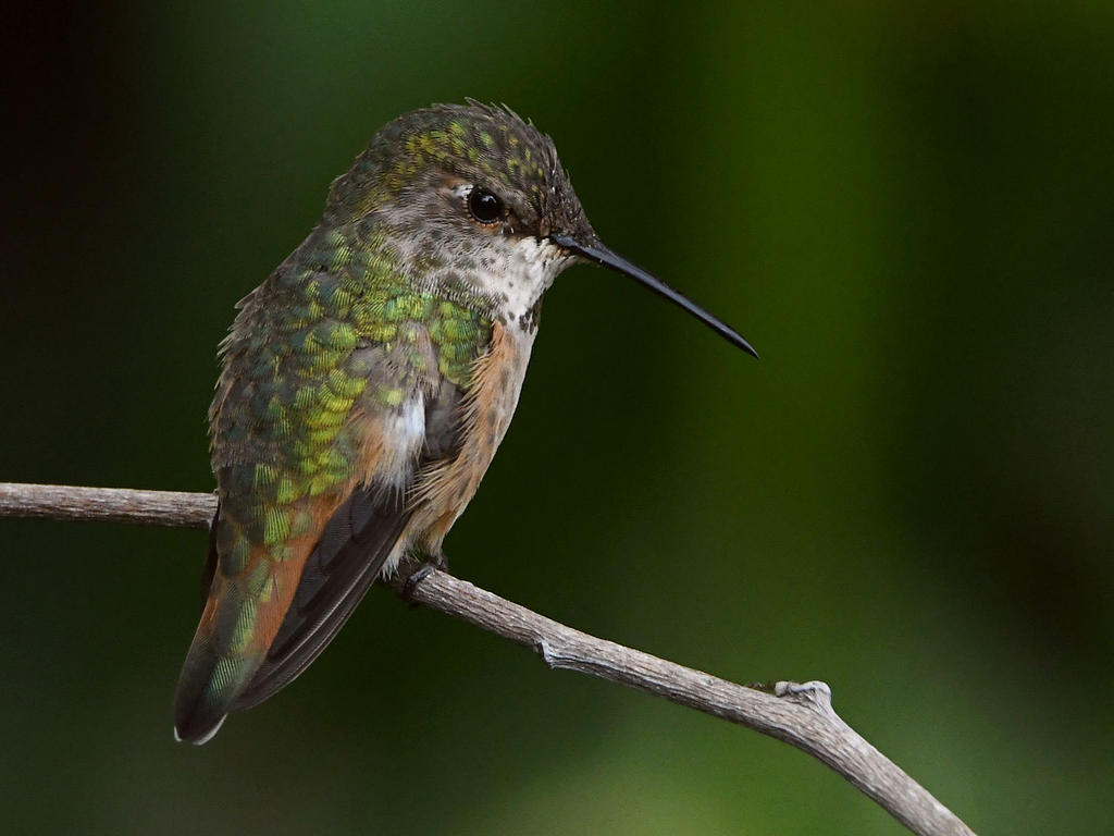 Hummer5.jpg