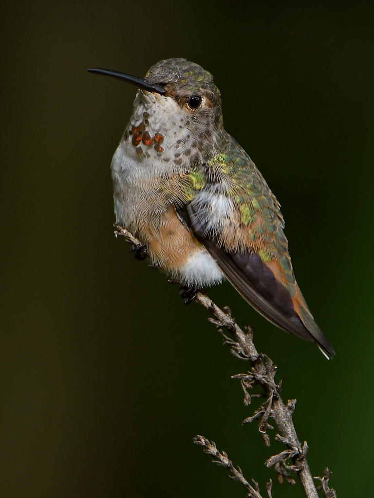 Hummer5.jpg