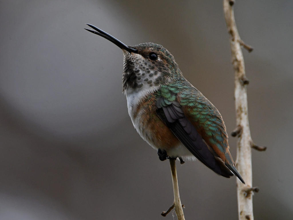 Hummer5.jpg