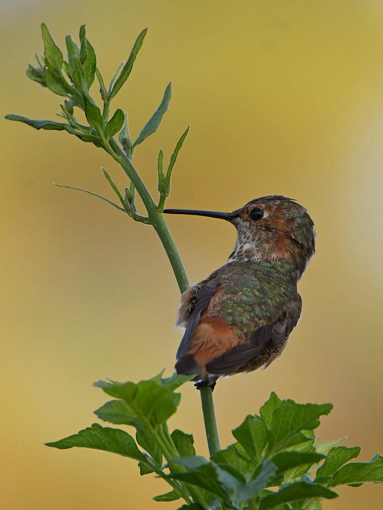 Hummer5.jpg