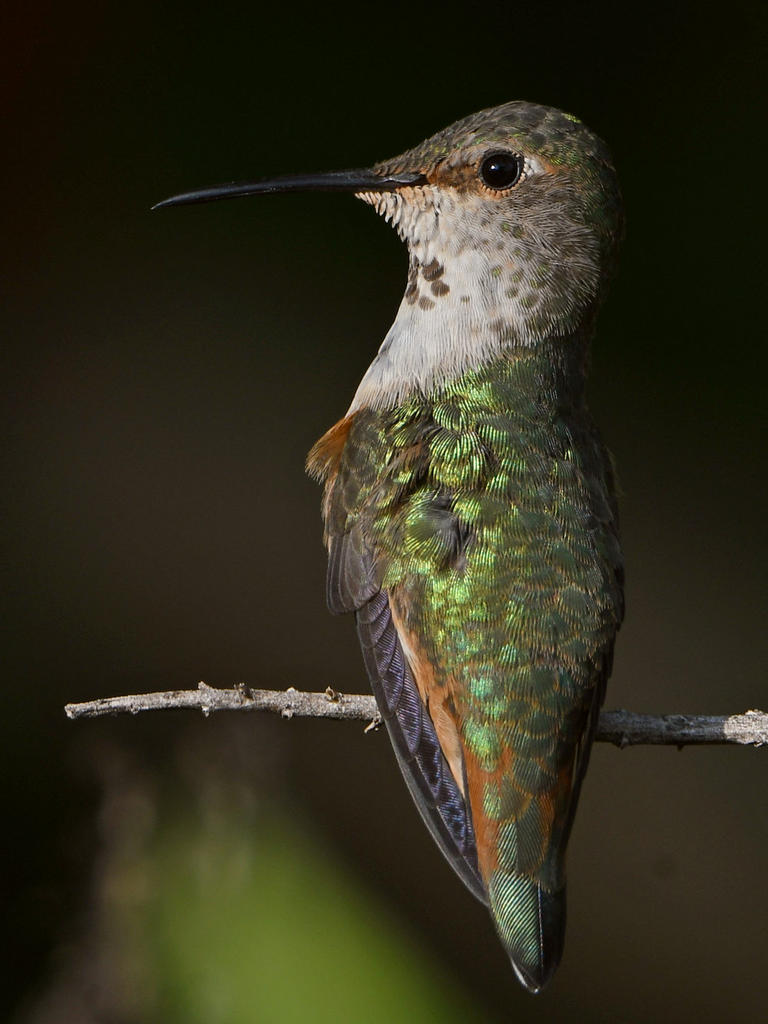 Hummer5.jpg