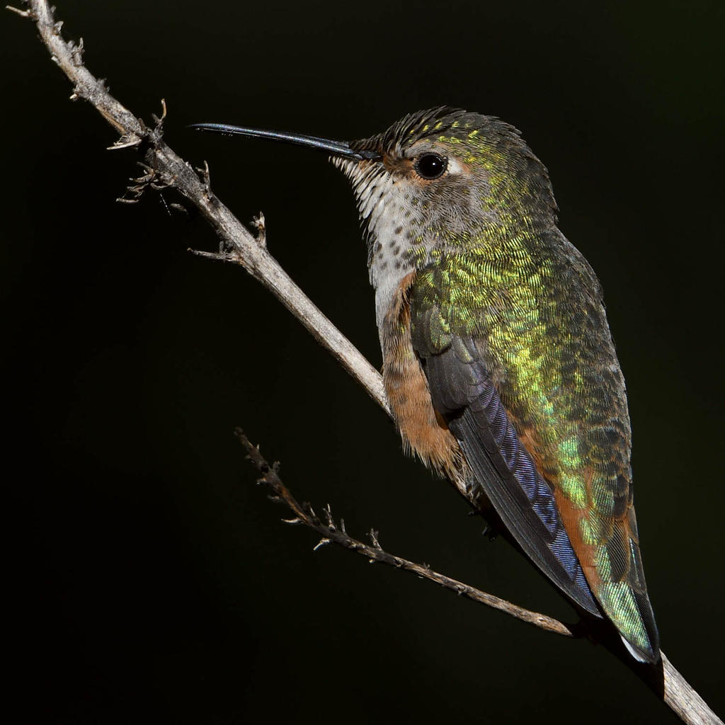Hummer5.jpg