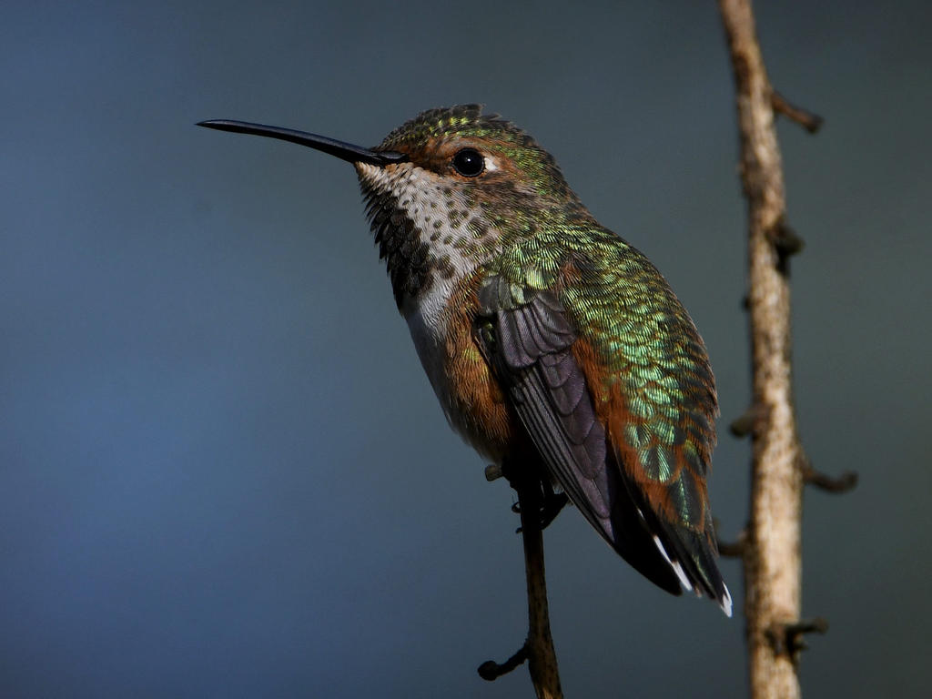 Hummer5.jpg