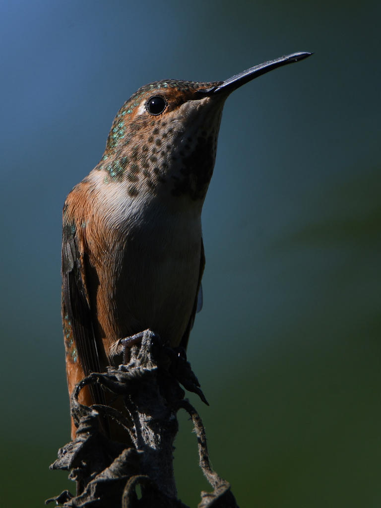 Hummer5.jpg