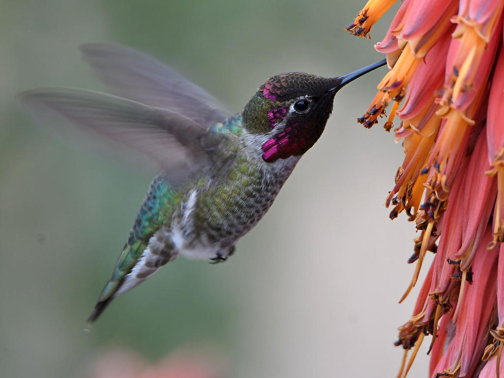 Hummer5.jpg