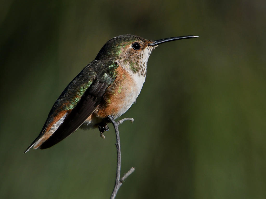 Hummer5.jpg