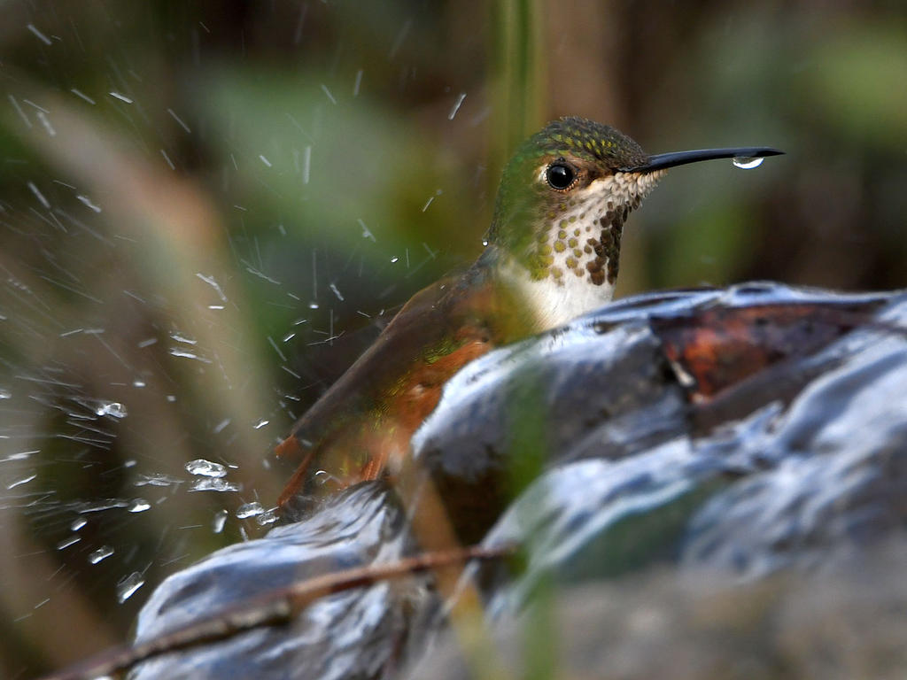 Hummer5.jpg