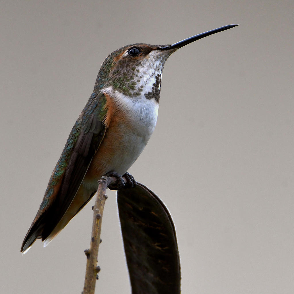 Hummer5.jpg