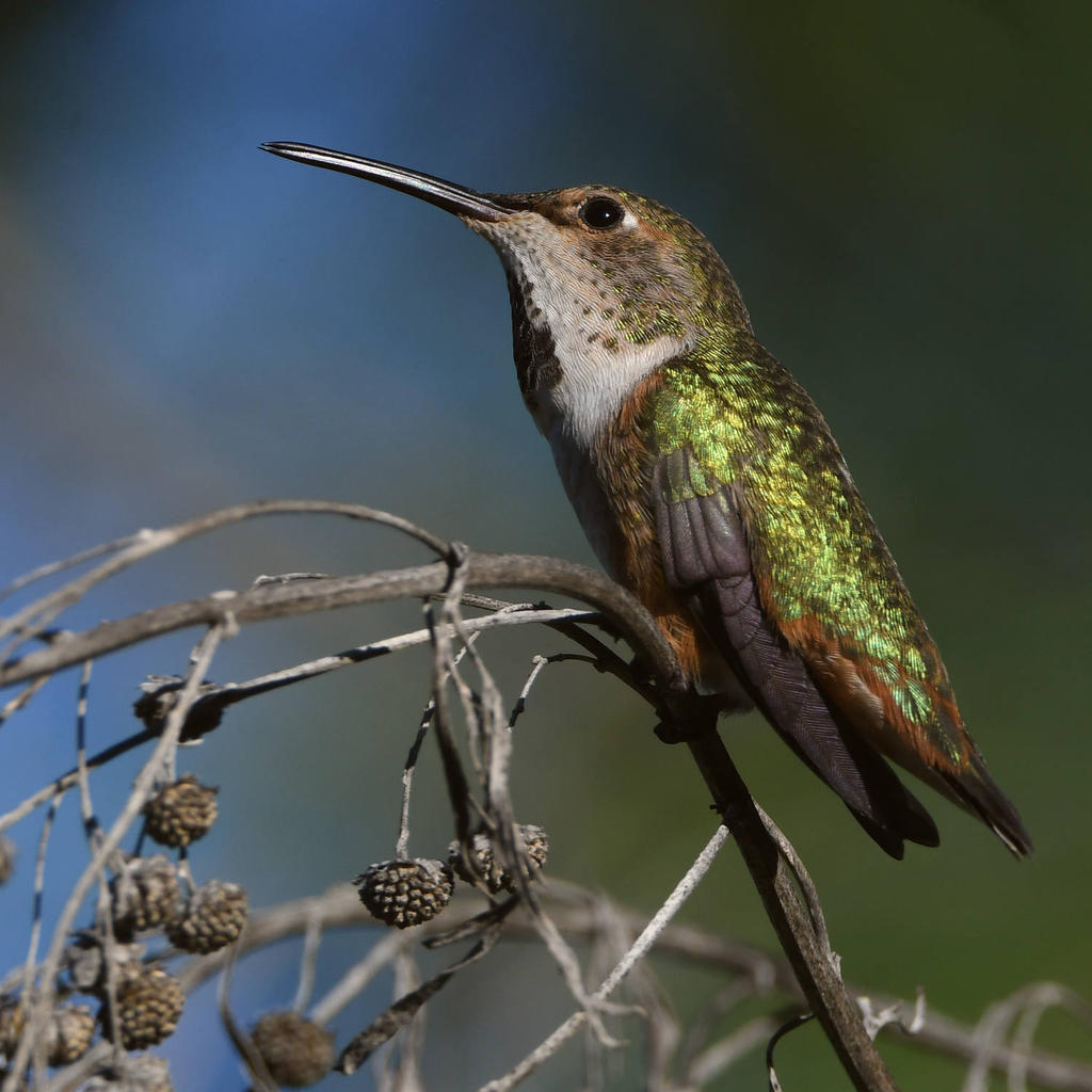 Hummer5.jpg