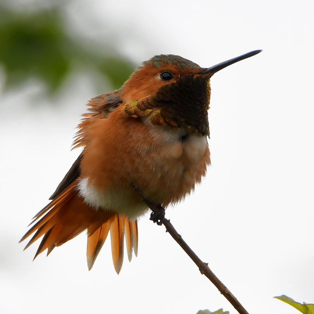 Hummer5.jpg