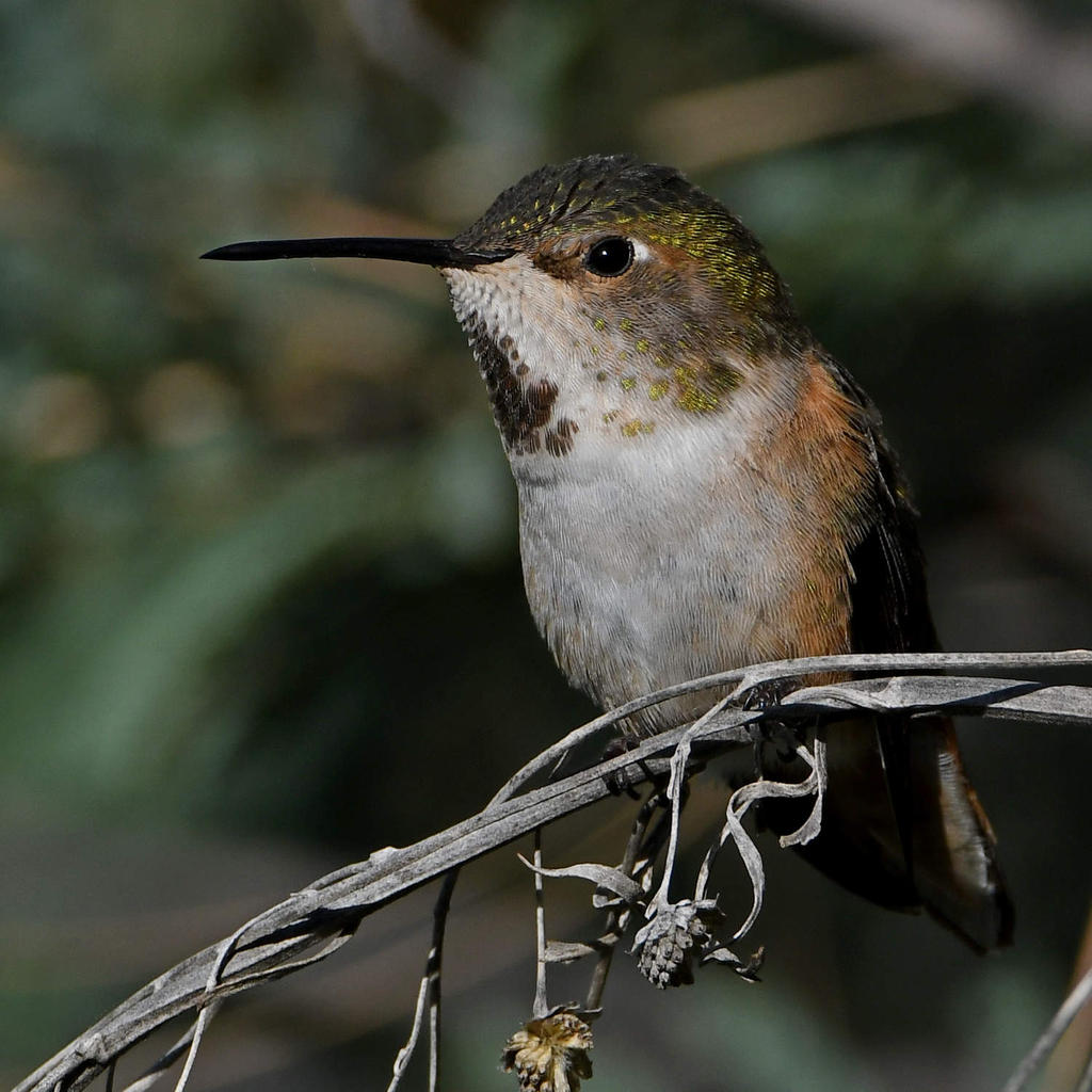 Hummer5.jpg